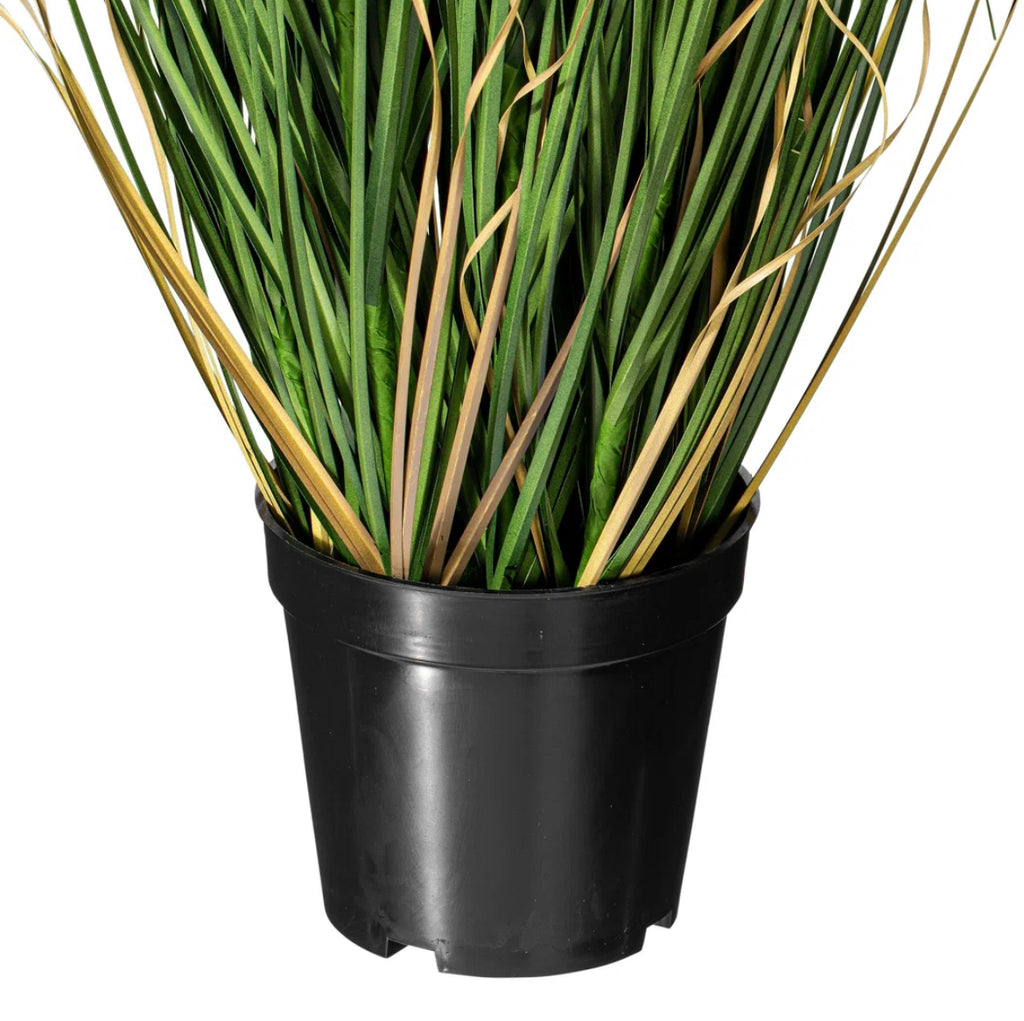 Potted Green Curled Grass