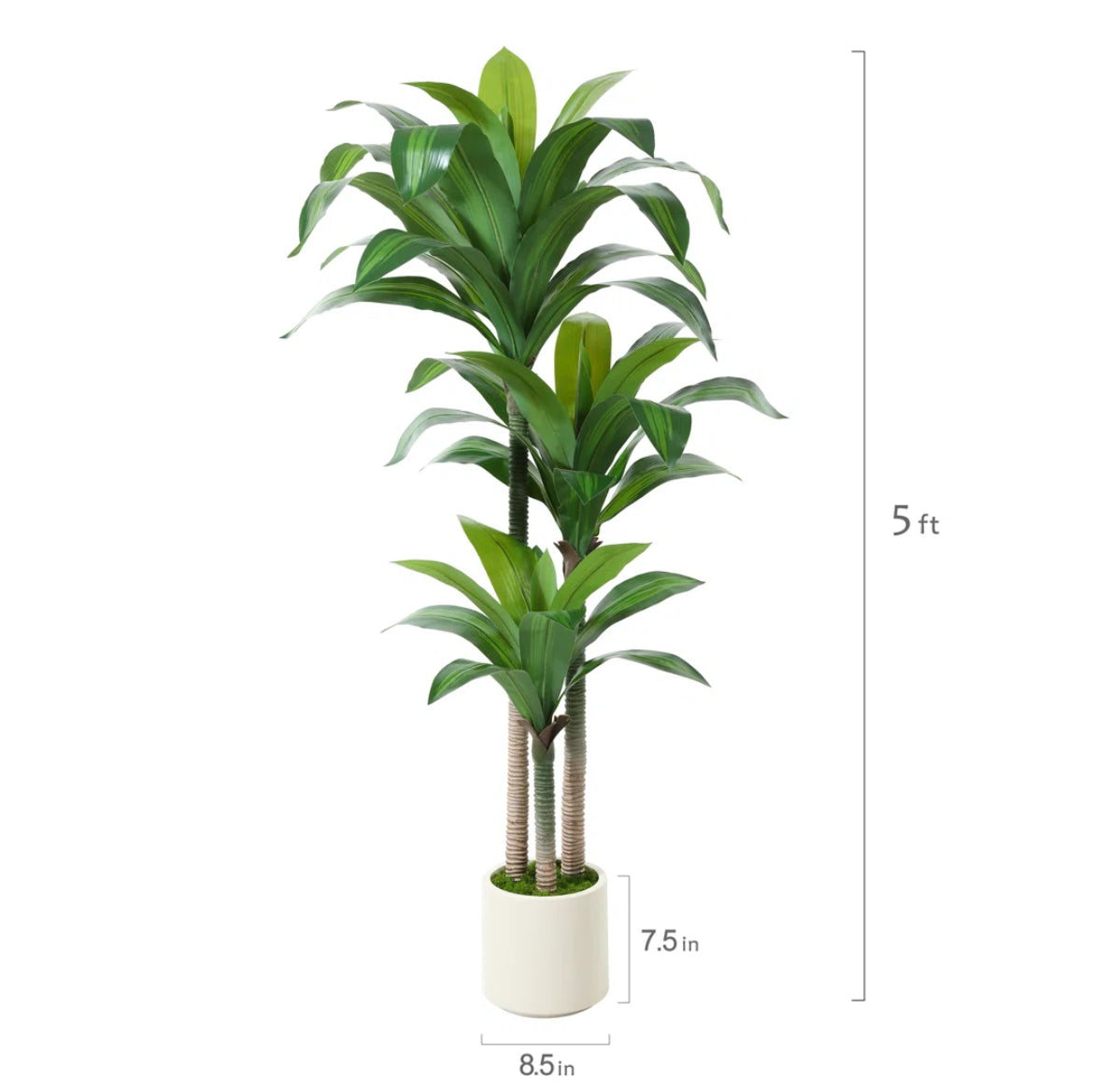 60” Dracaena Tree in White Planter