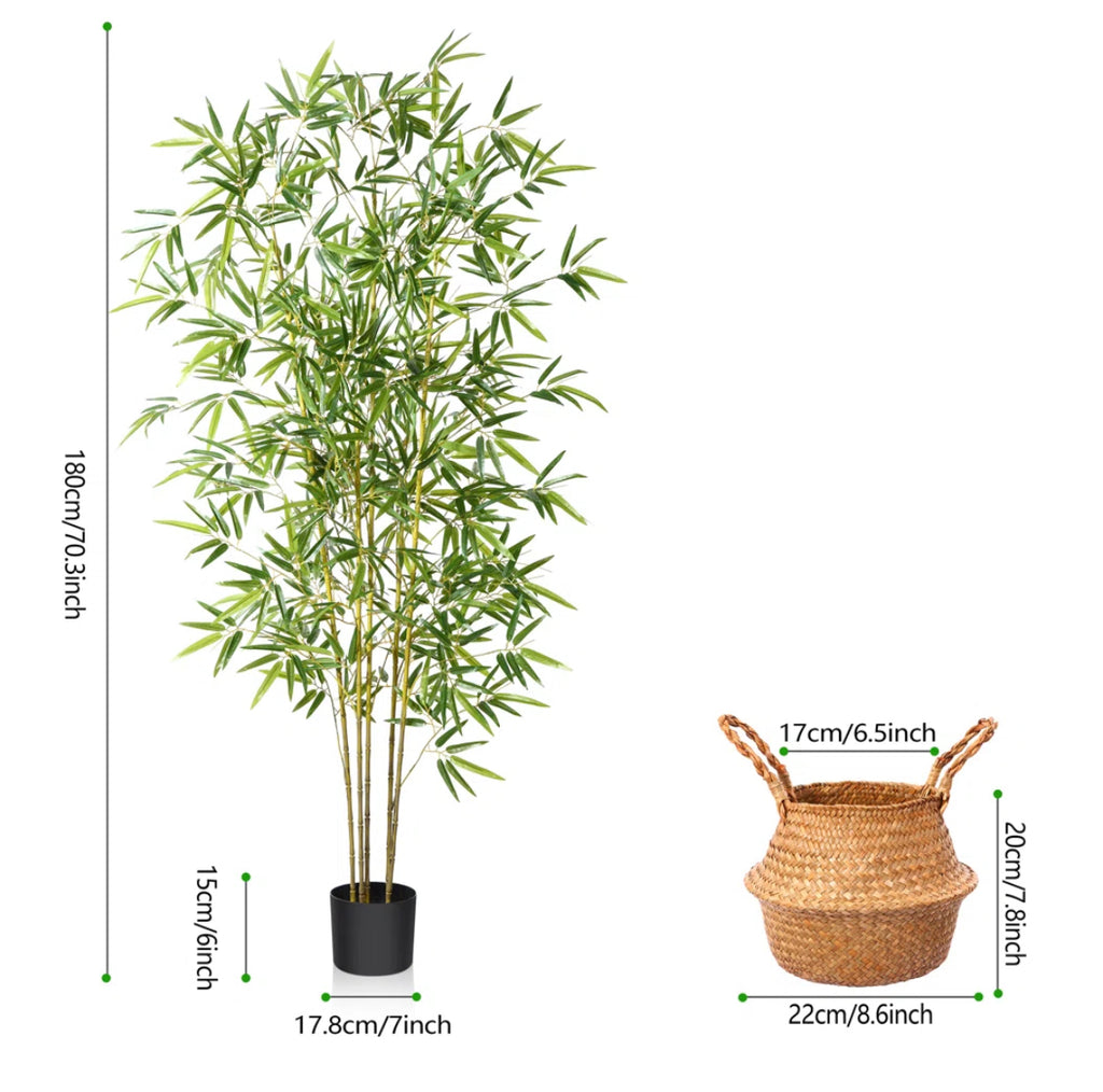 Bamboo Plants in Basket