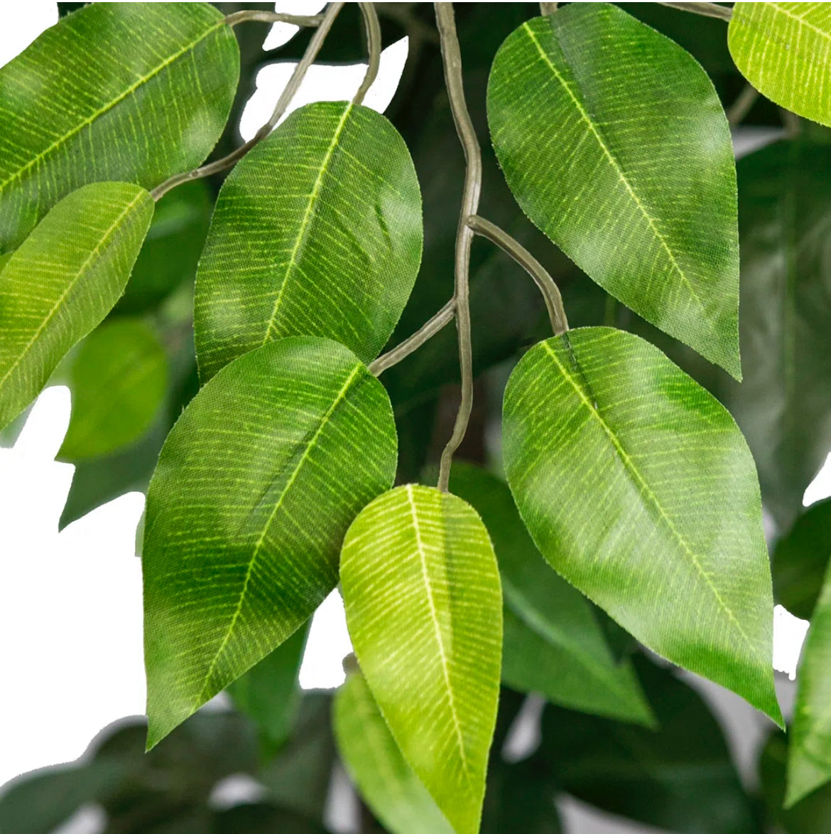 72" Ficus Tree in Basket