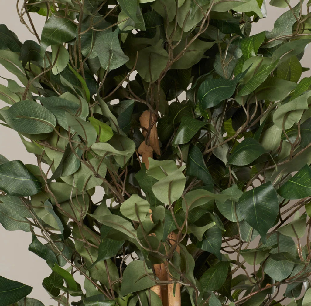 Ficus Tree in Planter