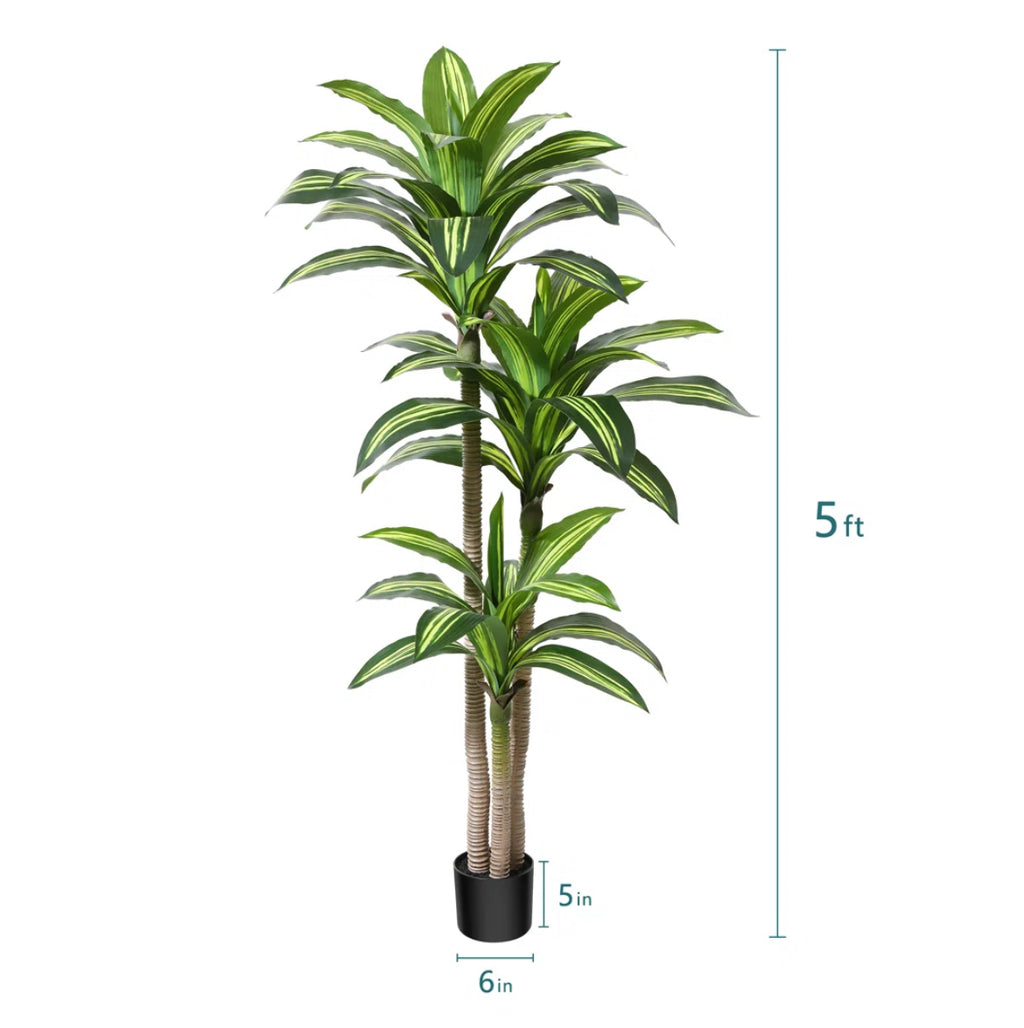 Dracaena Tree in Pot