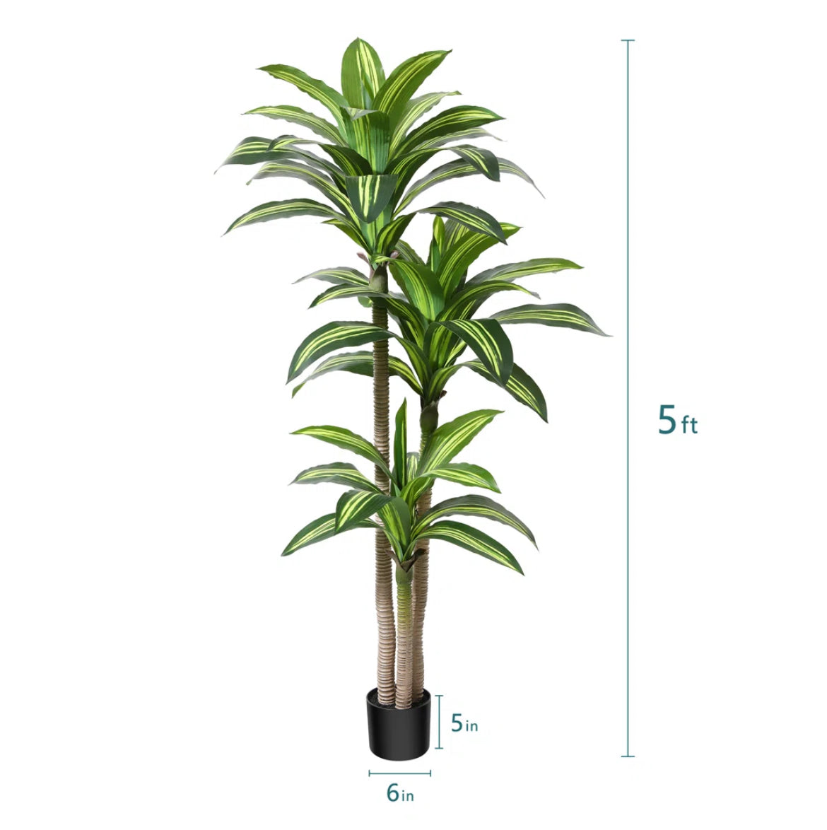 Dracaena Tree in Pot