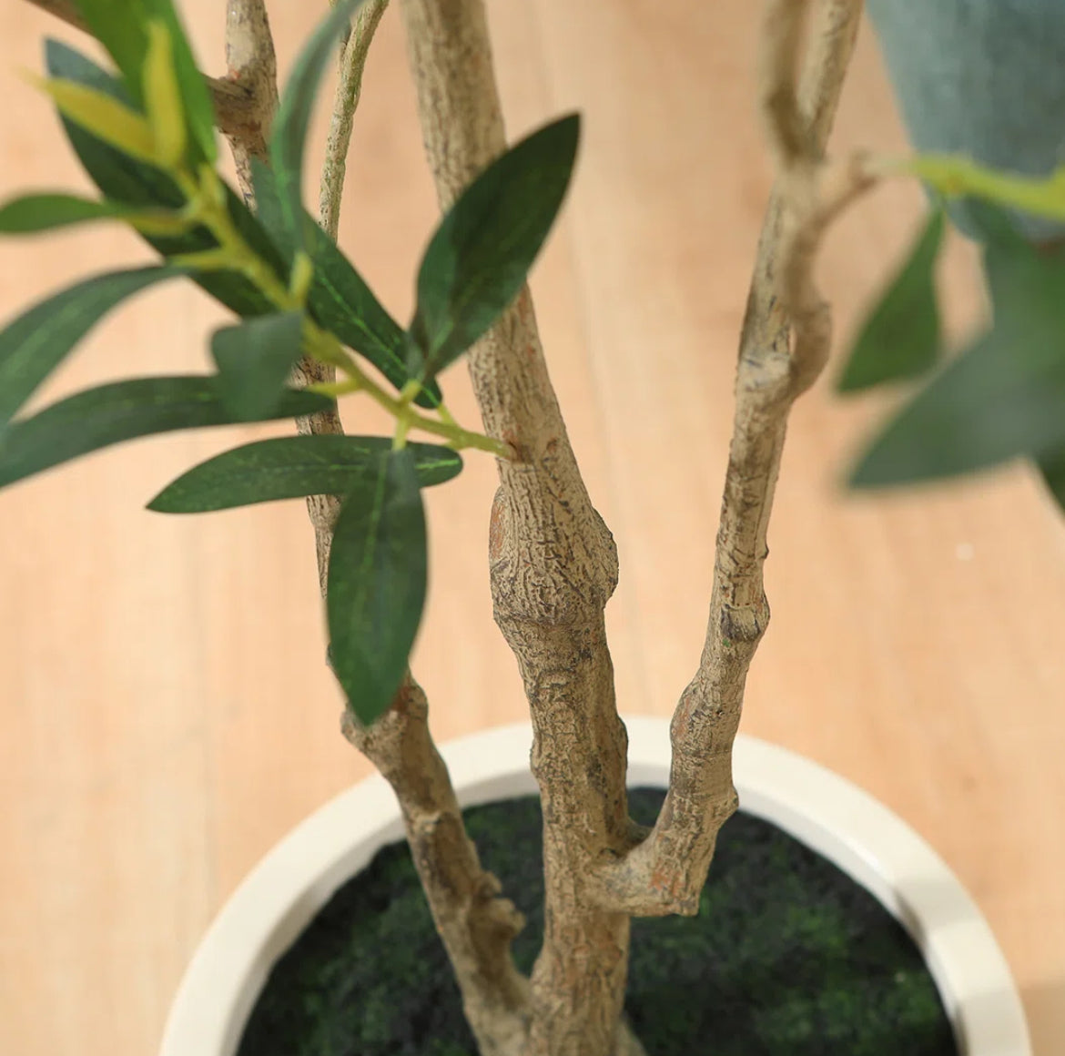Olive Tree in White Planter