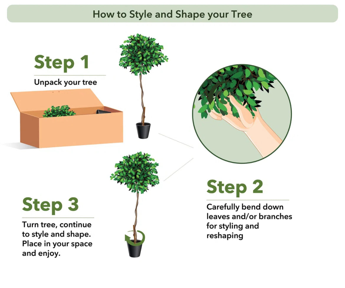 Ficus Tree in Planter