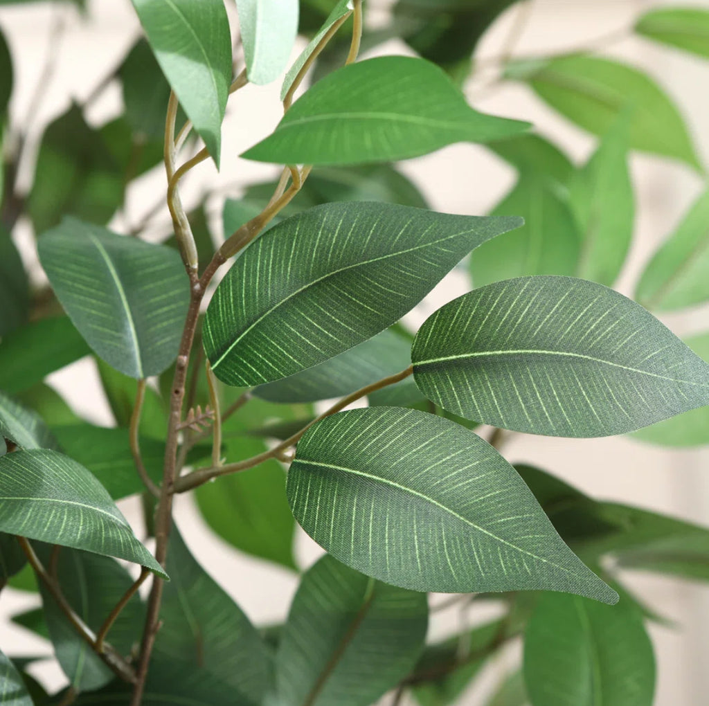 Ficus Tree in White Planter