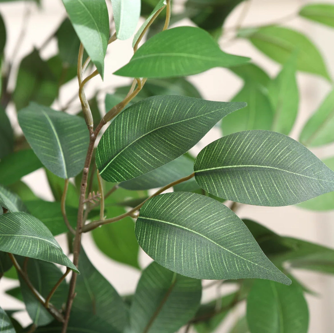 Ficus Tree in White Planter