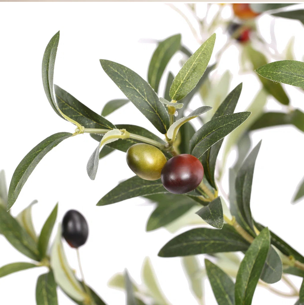 84” Olive Tree in Pot